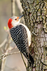 Red Bellied Woodpecker