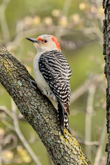 Red Bellied Woodpecker
