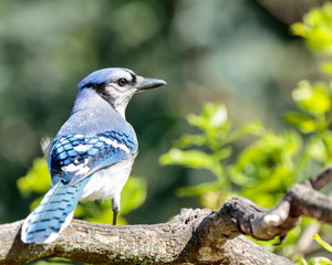 Blue Jay