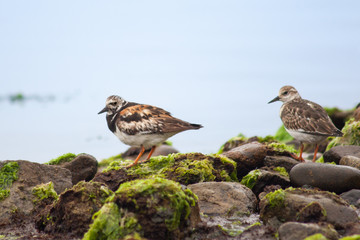 Two ruddy turnstones (Arenaria interpres) look for food under rocks and seaweed along the rocky shoreline. 