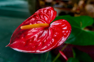 exotic red waxy leaf Flamingo flower Anthurium Growing In The Garden Or Home and are poisono