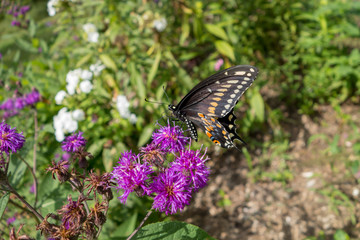 Aster genus of perennial flowering plants with Black Swallowtail (Papilio polyxenes) butterfly