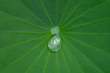 Droplet on lotus leaf