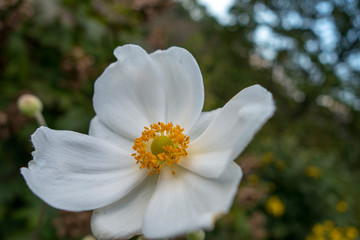 pure white flowers The Japanese anemone, which blooms in autumn, is very popular flower plant