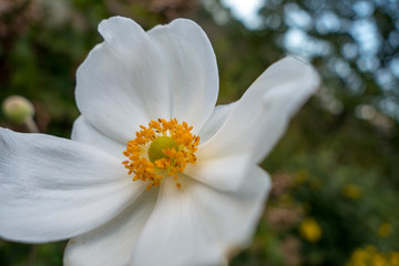 pure white flowers The Japanese anemone, which blooms in autumn, is very popular flower plant