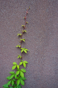 One Vine Growing Up The Side Of A Cement Wall