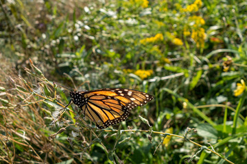 orange black and white monarch butterfly on a patch of green plants