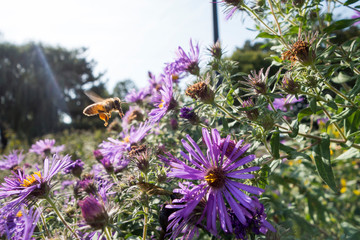 new england aster plants in a garden meadow with a worker honey bee flying to it's purple flowers with pollen sacks on it's hine legs