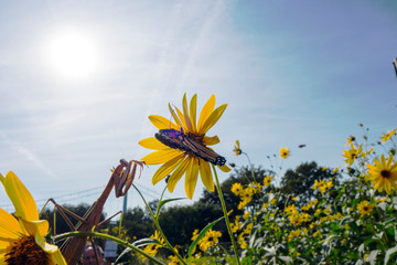Fototapete bei efototapeten.de bestellen   