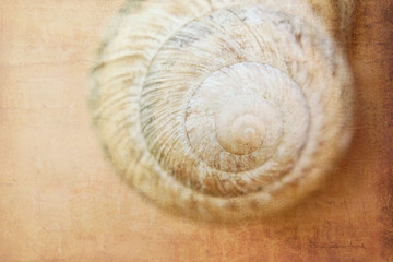 Shell of a grape snail on a wintering on a wooden wall with the imposed texture