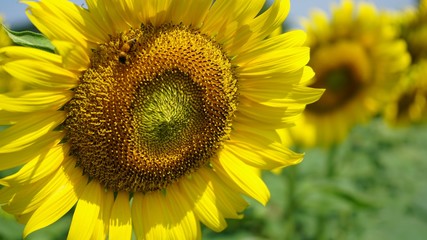 Obraz premium flower summer sunflower leaf blossom background green color