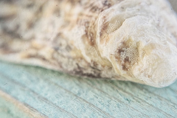 The empty beautiful sink of a mollusk lies on a turquoise board with the imposed texture