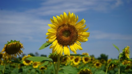 sunflowers summer green nature tone yellow blur sky
