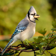 Blue Jay