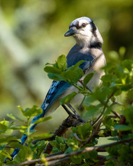 Blue Jay