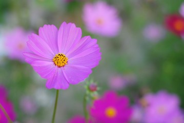 Obraz premium pink flower in the garden