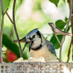 Blue Jay