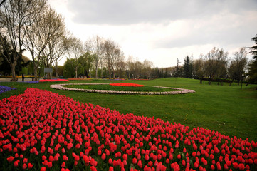 Plakat red tulips in holland
