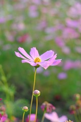 flowers nature cosmos beauty color garden blurred soft