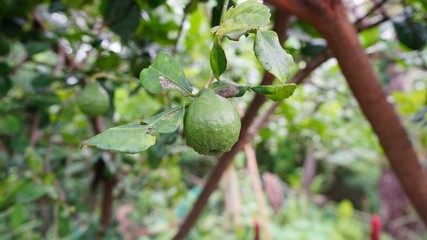 Lime tree in the garden