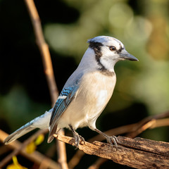 Blue Jay