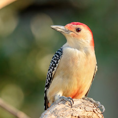 Red Bellied Woodpecker