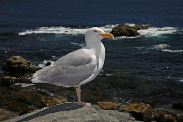 A very cooperative Seagull on the rocks of Acadia National Park, Maine, with the ocean and sky in the background.