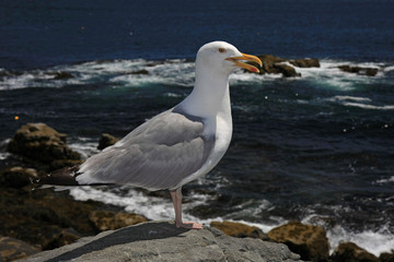 A very cooperative Seagull on the rocks of Acadia National Park, Maine, with the ocean and sky in the background.
