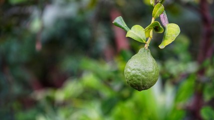 The bergamot on the tree.