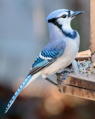 Obraz premium Blue Jay