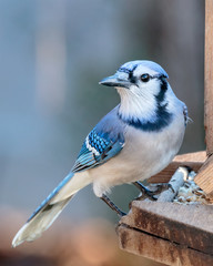 Blue Jay