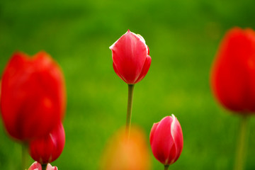 field of red tulips