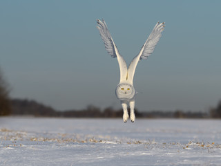 Male Snowy Owl in Flight Over Snow Field in Winter 