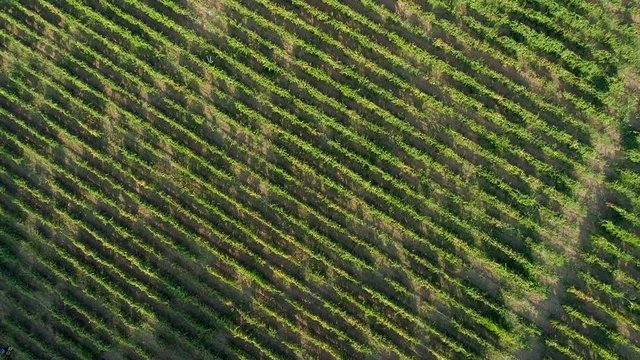 Aerial view of grapes fields on Greece.