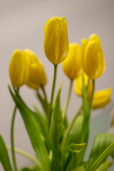 Obraz premium background. defocus. bouquet of yellow tulips. mothers Day. St. Valentine's Day. March 8. birthday. anniversary.