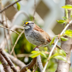 White Throated Sparrow
