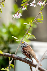 White Throated Sparrow