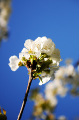 white flowers of cherry tree in spring
