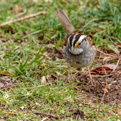 White Throated Sparrow
