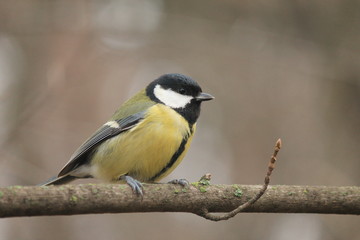 great tit parus major