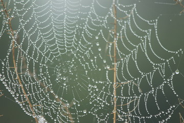 spider web with water drops