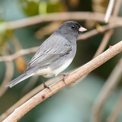 Dark Eyed Junco