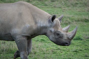 The last Rhino