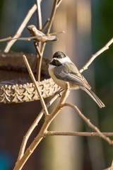 Obraz premium Black Capped Chickadee