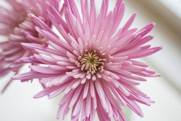 center of a pink chrysanthemum flower