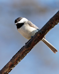 Obraz premium Black Capped Chickadee