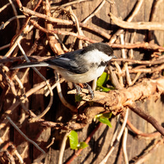 Black Capped Chickadee