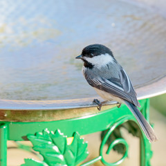 Black Capped Chickadee