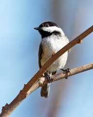 Black Capped Chickadee