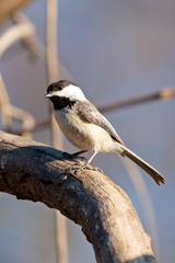 Black Capped Chickadee